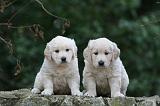 GOLDEN RETRIEVER 1134